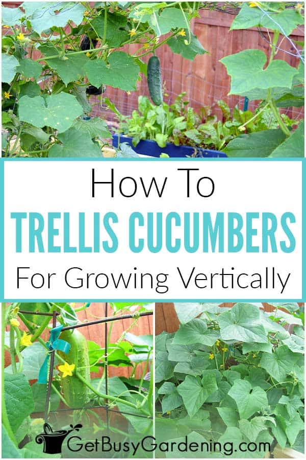  Hoe om komkommers vertikaal op 'n traliewerk te groei