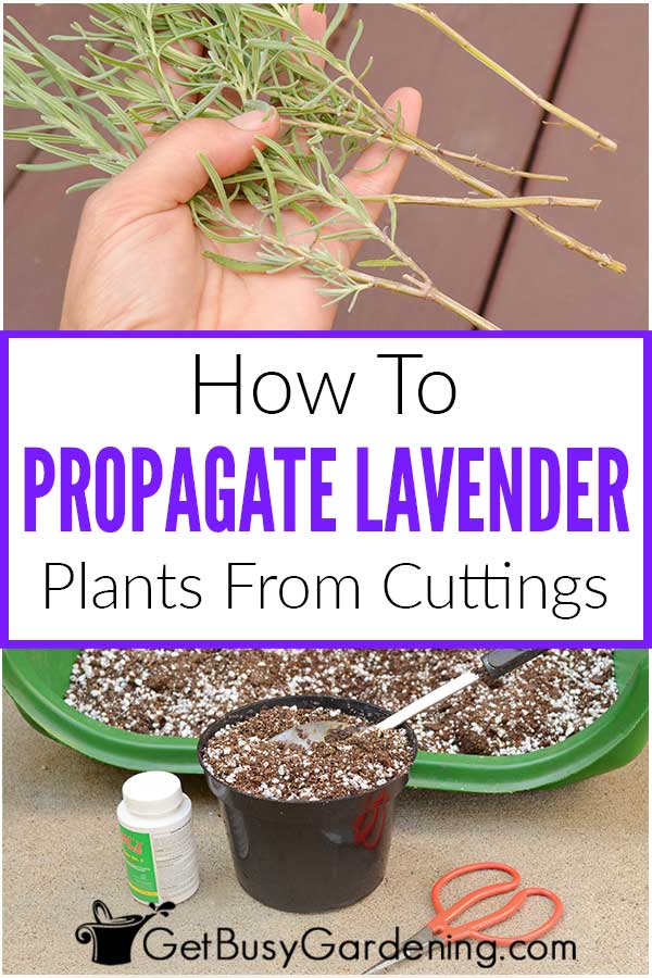  Hoe om laventelplante uit steggies voort te plant