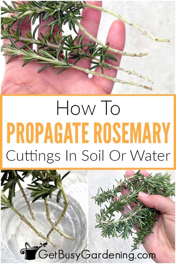  ရေ သို့မဟုတ် မြေဆီလွှာတွင် အမြစ်ဖြတ်ခြင်းဖြင့် Rosemary မျိုးပွားခြင်း။