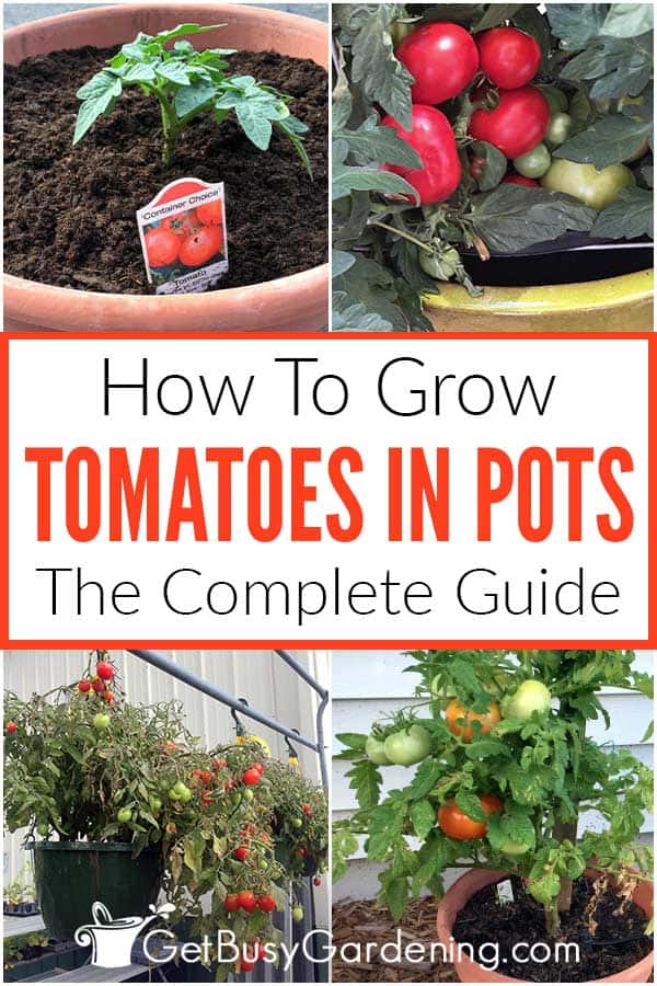  Cómo cultivar tomates en macetas
