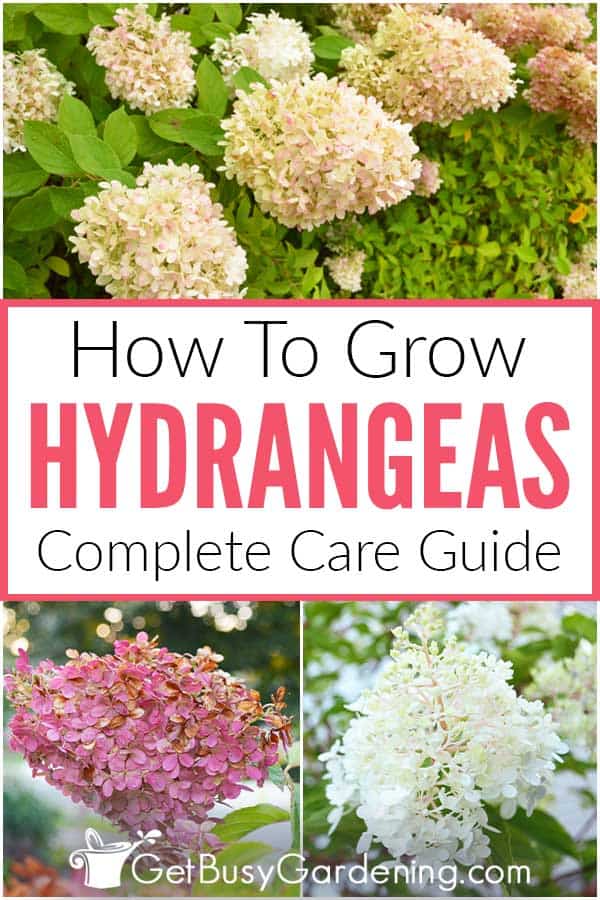  Cómo cultivar hortensias: guía completa de cuidados