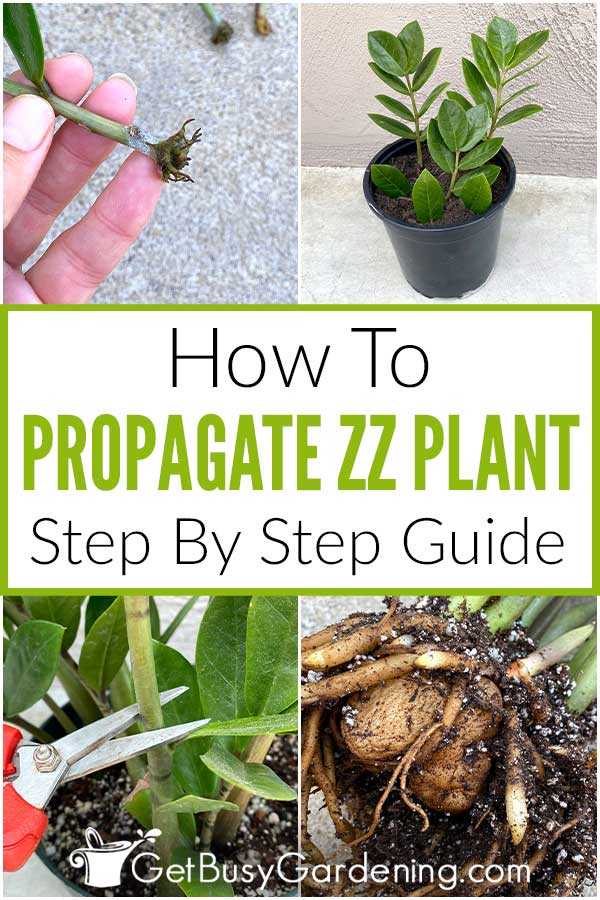  ZZ-kasvien lisääminen pistokkaista tai jakamisesta