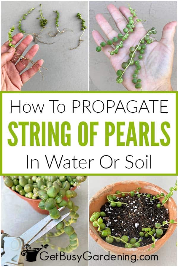  Corda de propagació de perles a l'aigua o al sòl