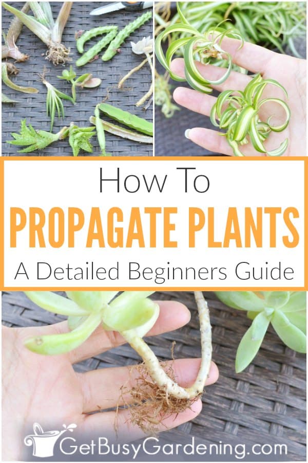  Propagación das plantas: unha guía detallada para principiantes