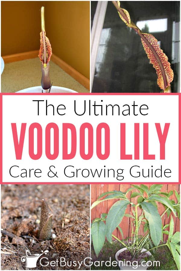  Hur man tar hand om en Voodoo Lily-växt