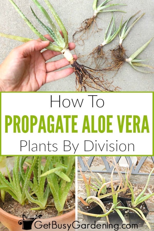  Wie man Aloe Vera durch Teilung vermehrt