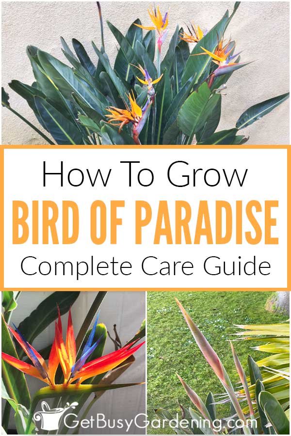  Догляд за рослиною "Райський птах" та керівництво по вирощуванню