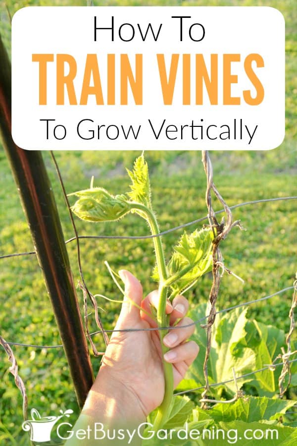  Kako trenirati vinovu lozu da raste okomito