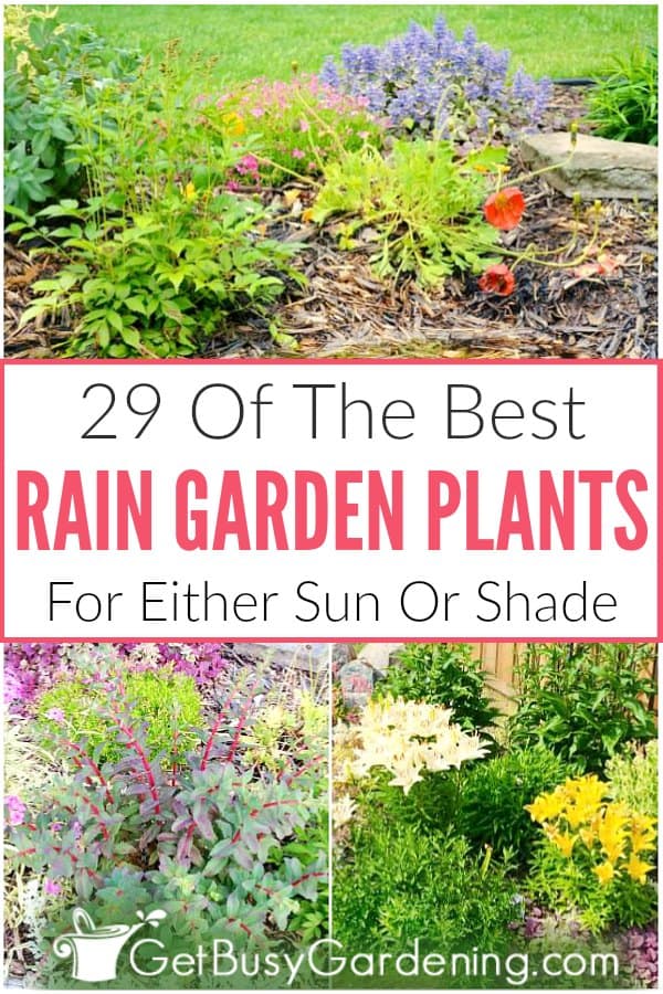  29 نباتات حديقة المطر للشمس أو الظل