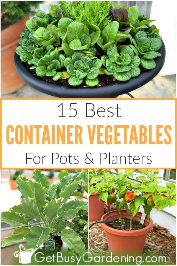  As 15 mellores verduras en recipientes para potas e amp; Jardineiras