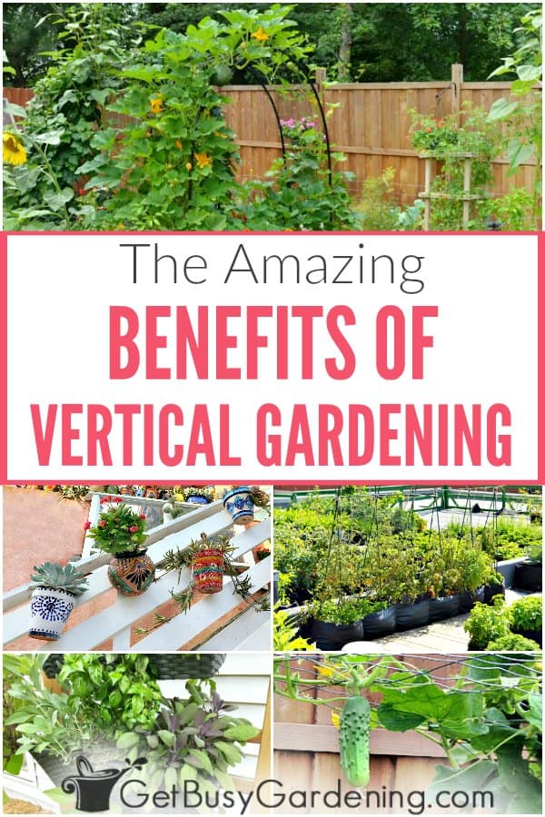  Os sorprendentes beneficios da xardinería vertical