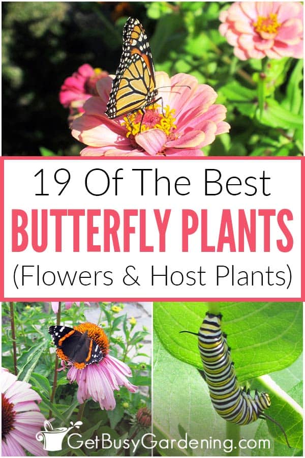  19 hostiteľských rastlín &amp; Kvety na prilákanie motýľov