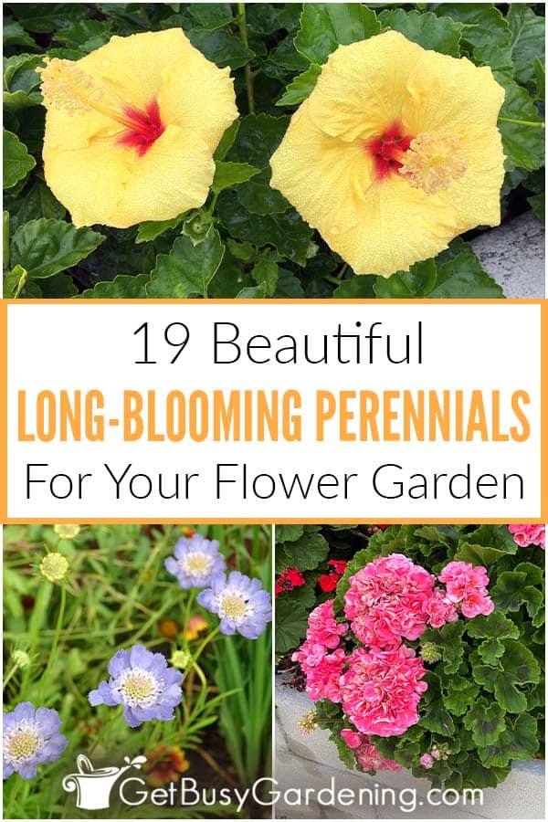 19 plantas perenes de floração longa para um jardim de flores mais bonito