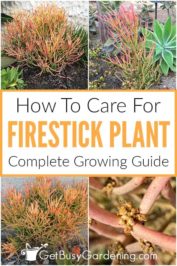  Как да се грижим за растението Firestick (Euphorbia tirucalli 'Sticks Of Fire')