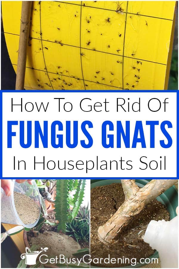  Πώς να απαλλαγείτε από μύκητες Gnats σε φυτά εσωτερικού χώρου έδαφος