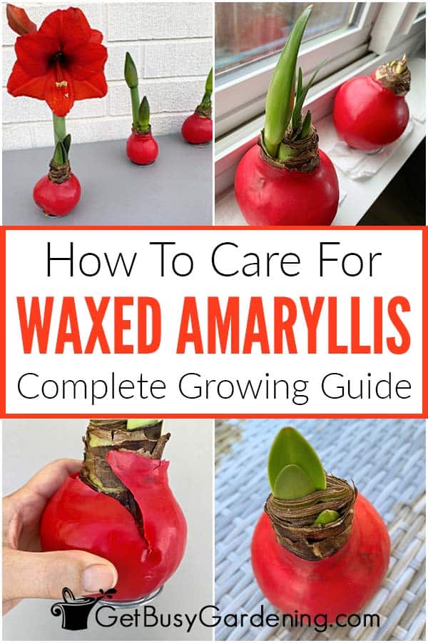  Hur man odlar vaxade amaryllislökar