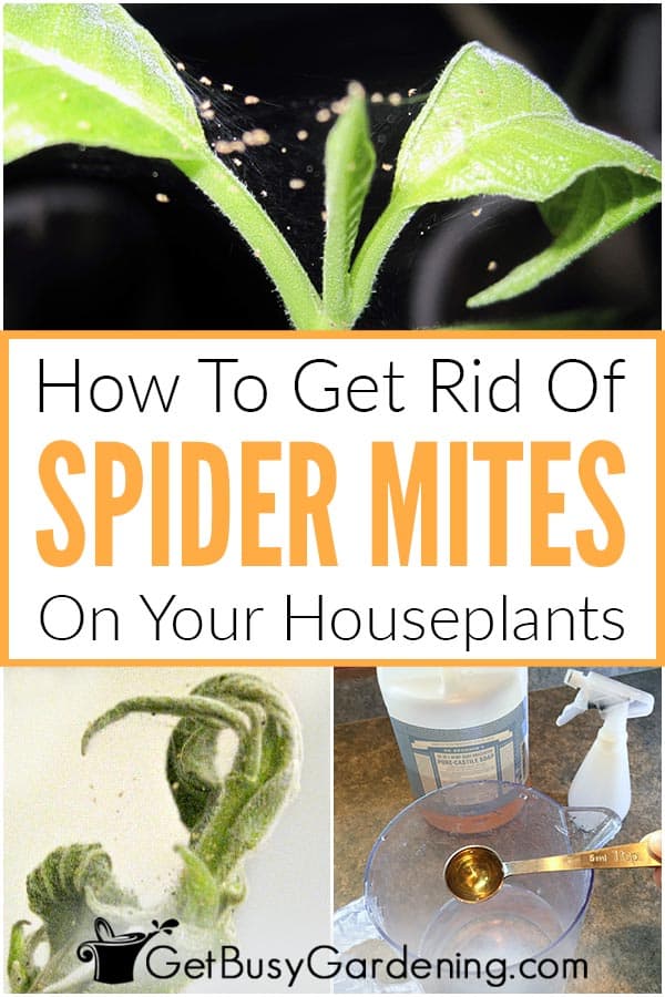  Houseplants에 거미 진드기를 없애는 방법, 영원히!