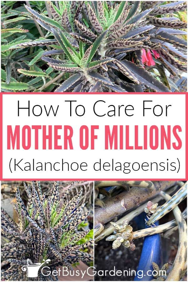  Como coidar da planta nai dos millóns (Kalanchoe delagoensis)