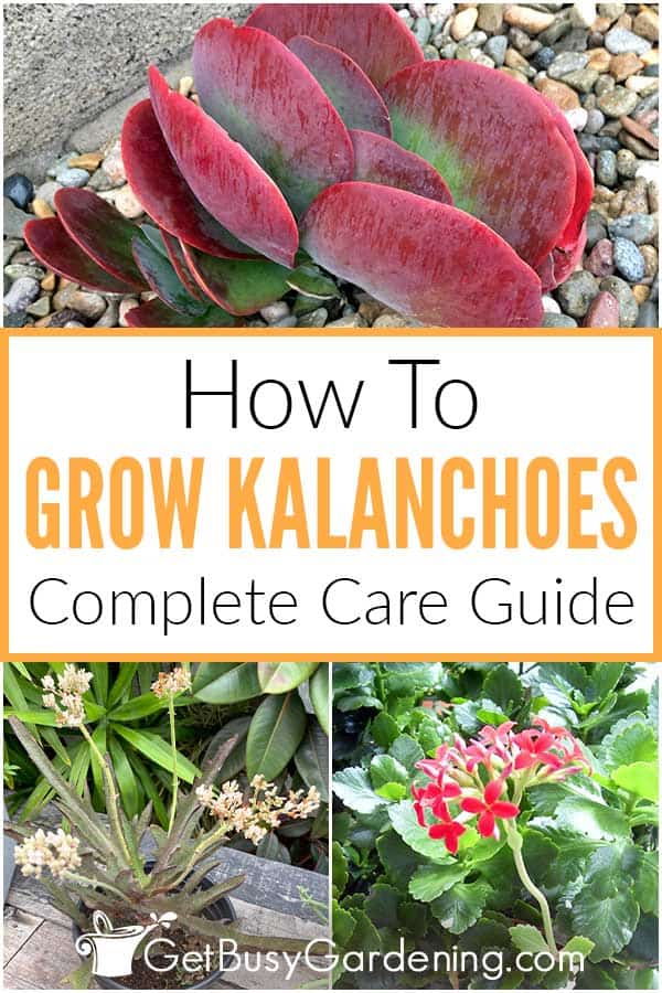  Como cuidar das plantas de Kalanchoe