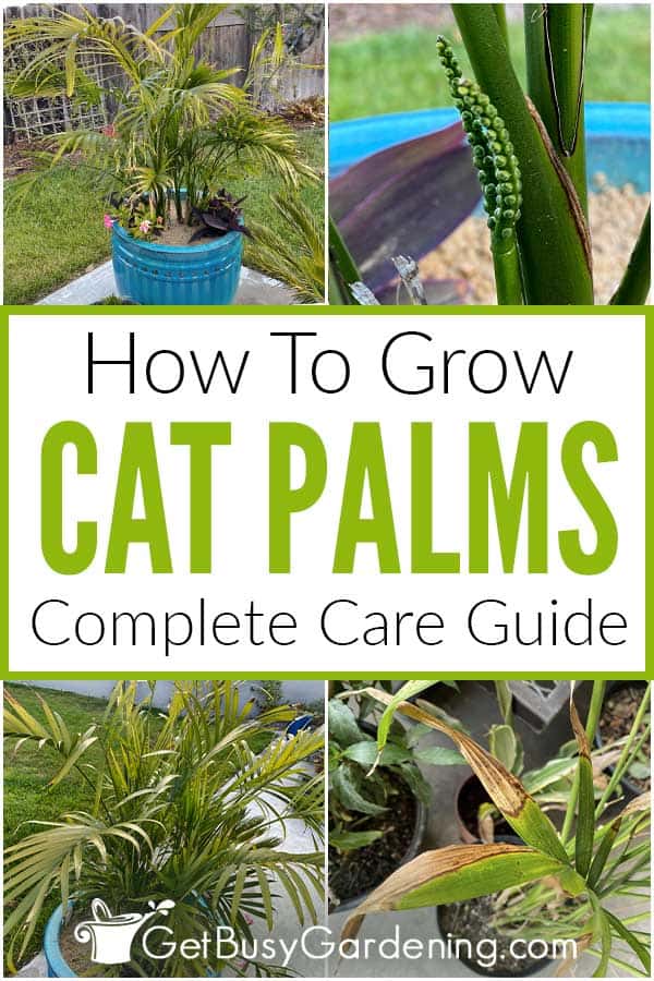  Como coidar a palma de gato (Chamaedorea cataractarum)
