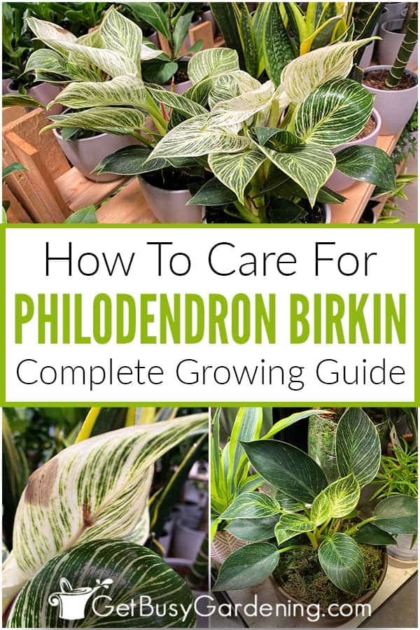  Como coidar dunha planta Philodendron Birkin