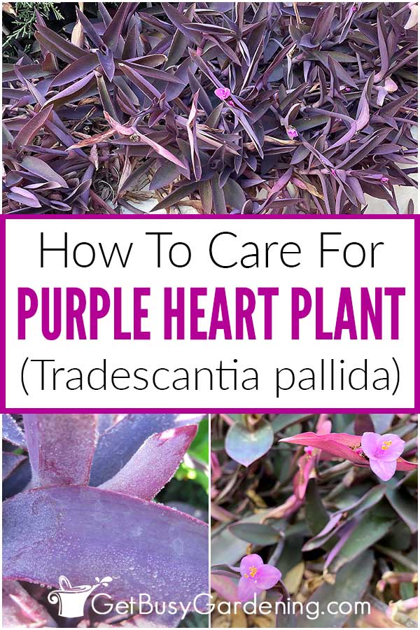  Как да се грижим за растението Пурпурно сърце (Purple Queen, Tradescantia pallida)