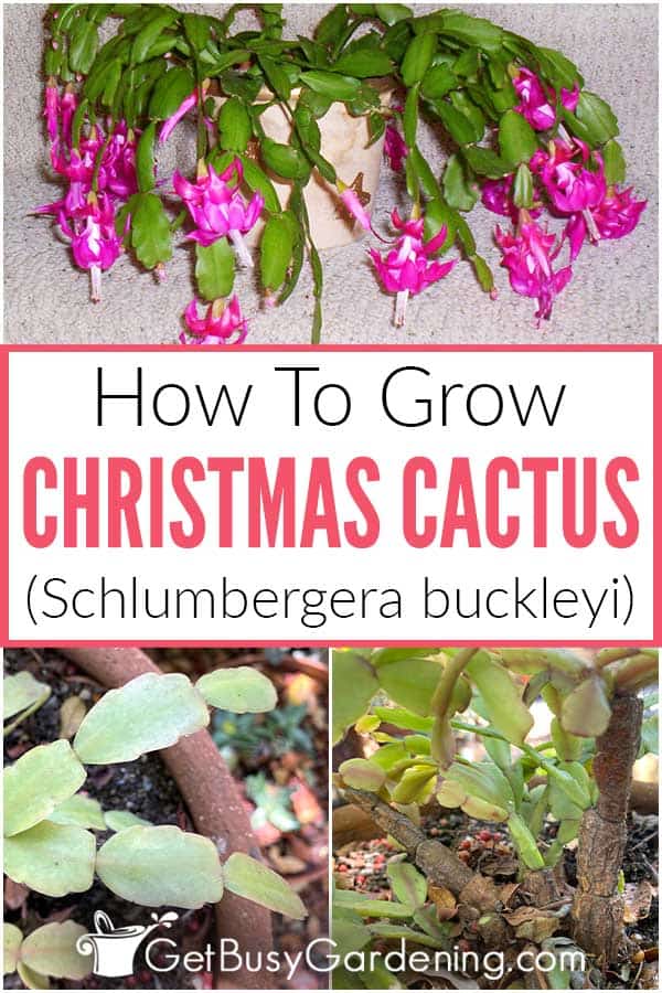  Como coidar unha planta de cactus de Nadal (Schlumbergera buckleyi)