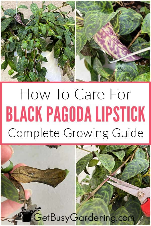  Hoe om te sorg vir Black Pagoda Lipstick Plant