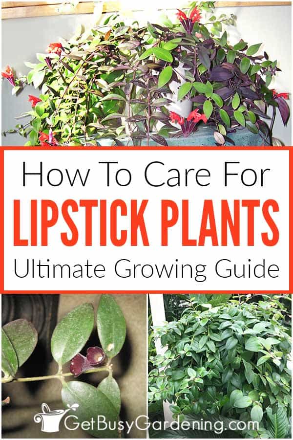  Wie man eine Lippenstiftpflanze (Aeschynanthus radicans) pflegt