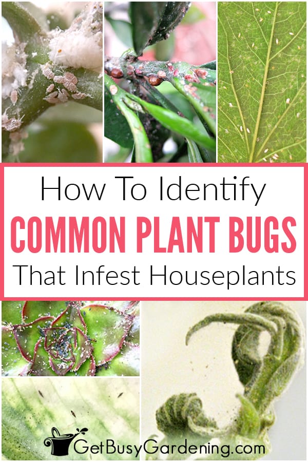  Hoe te identifisearjen mienskiplike soarten fan houseplant bugs