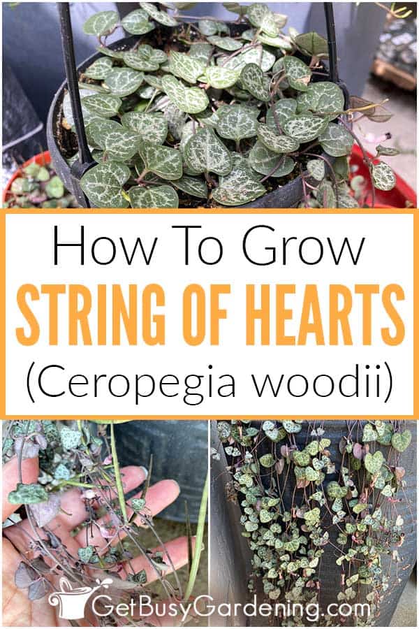  Как да се грижим за Сърцевиден низ (Ceropegia woodii)