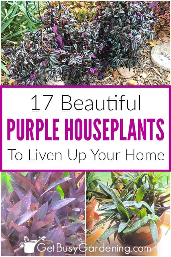  17 lindas plantas de interior roxas para cultivar em casa