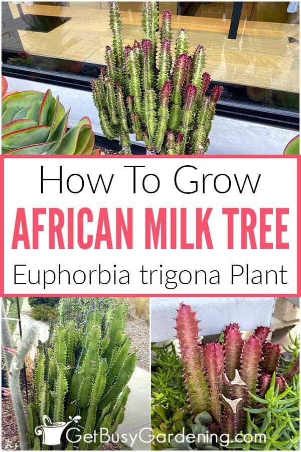  Afrikkalainen maitopuu: Miten kasvattaa &amp; Euphorbia trigona -kasvin hoito