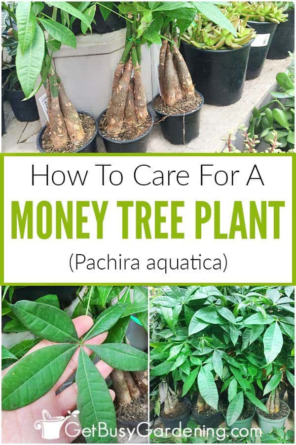  Πώς να φροντίσετε ένα φυτό Money Tree (Pachira aquatica)