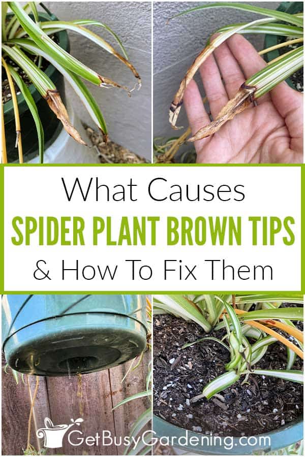  Spider Plant Tips Turn Brown &amp; එය නිවැරදි කරන්නේ කෙසේද