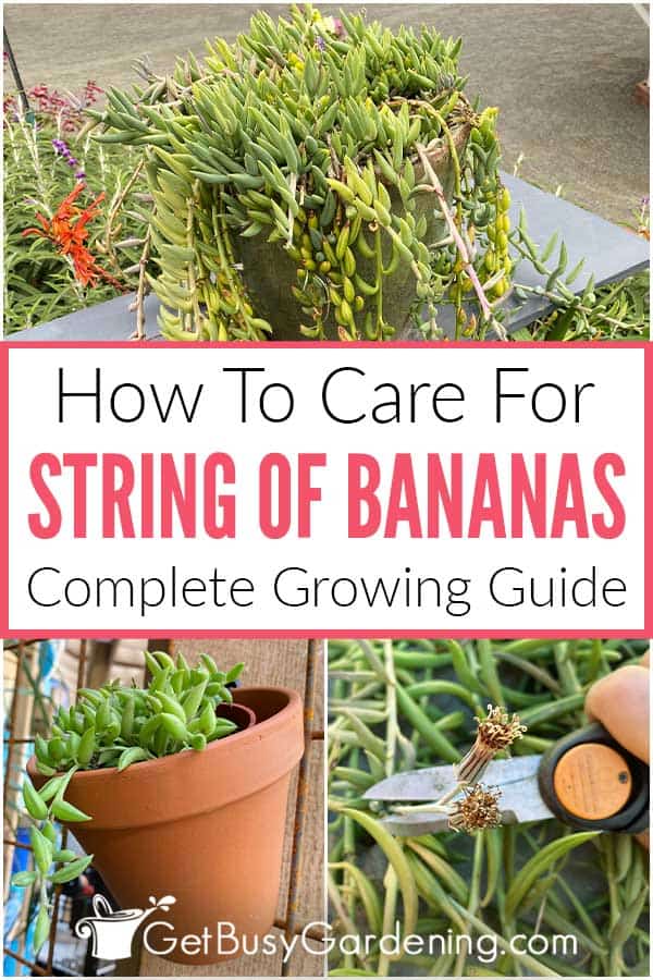  Πώς να φροντίσετε για το String Of Bananas Plant (Curio radicans)