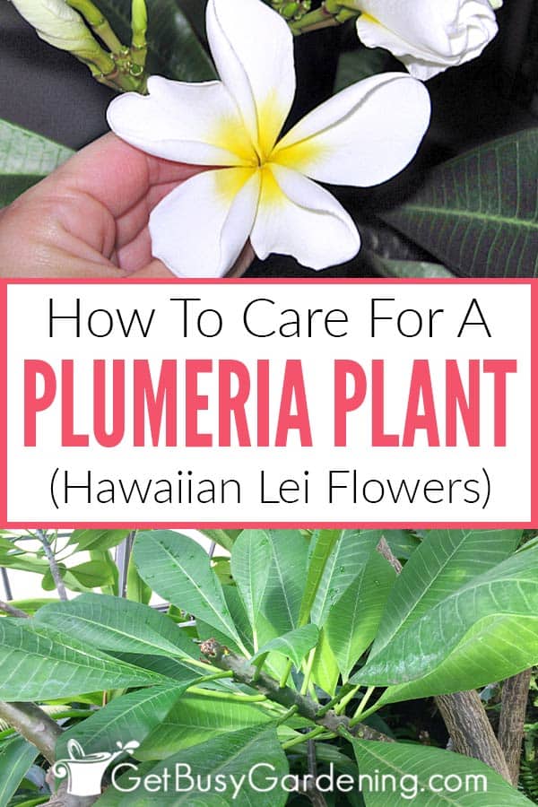  Miten hoitaa Plumeria Kasvit (Hawaiian Frangipani)