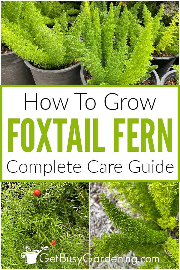  Hogyan kell gondozni a Foxtail páfrány (Asparagus densiflorus 'Myers')