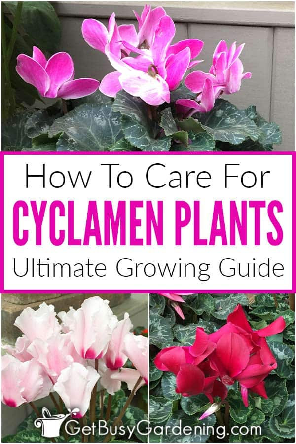  Como coidar as plantas de ciclamen