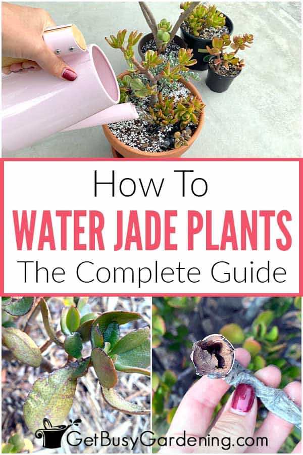  Een jadeplant water geven