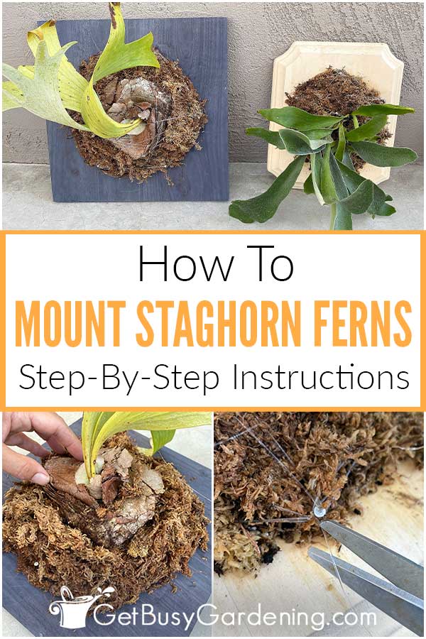  Hur man monterar en Staghorn Fern (Platycerium) steg för steg
