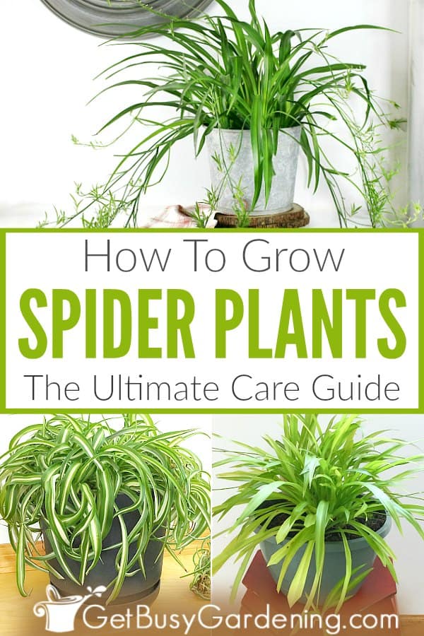  如何养护蜘蛛植物（绿藻）？