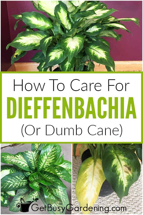  Dieffenbachia (Dumb Cane) Грижа за растенията &amp; Съвети за отглеждане