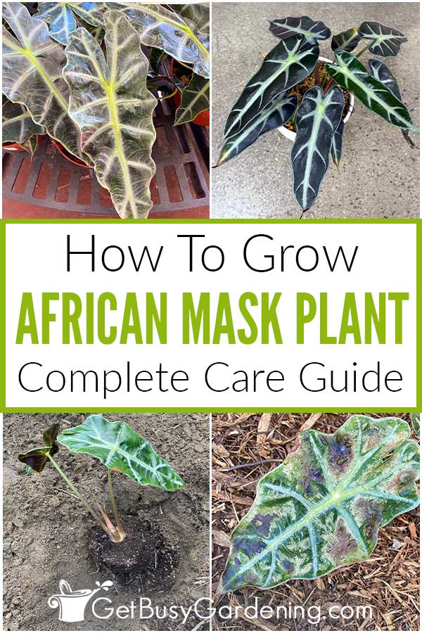  Com cuidar les plantes de màscara africana