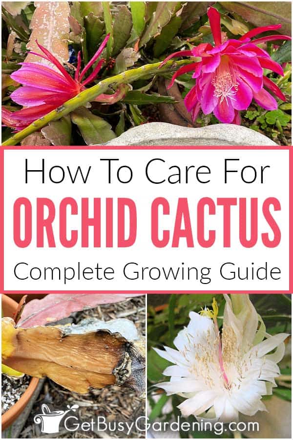  Miten hoitaa orkidea kaktus kasvi (Epiphyllum)
