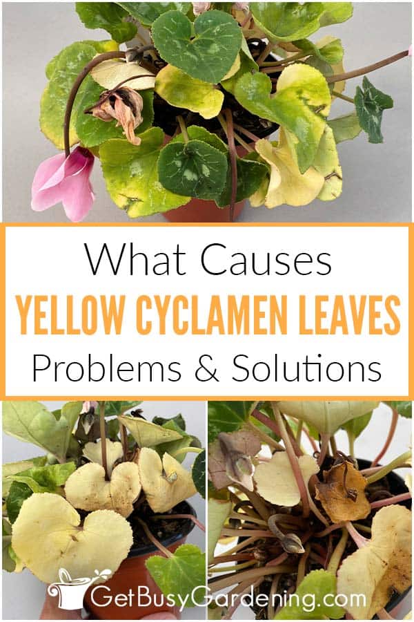  Hvorfor bliver cyklamenblade gule og hvordan fikser man det?