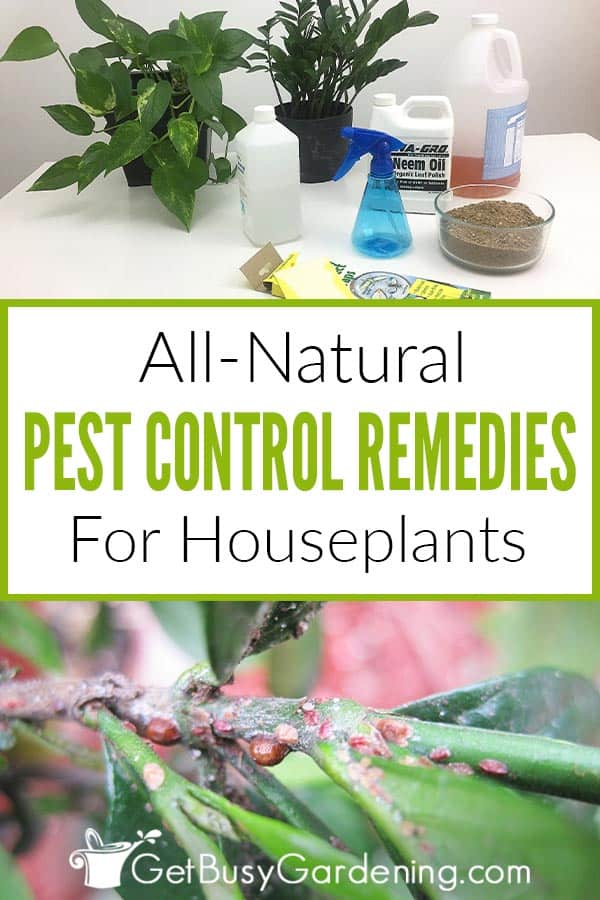  Controllo naturale dei parassiti per le piante d'appartamento... Dite NO ai pesticidi tossici!
