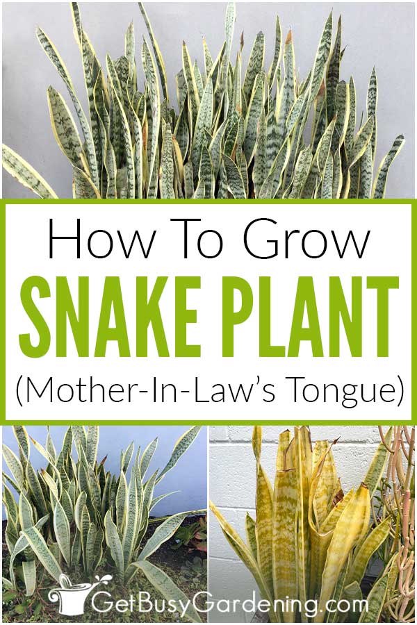  Miten hoitaa Käärme Kasvi (MotherInLaw's Tongue)