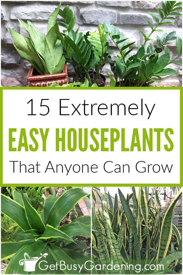 15 plantas de interior fáceis que qualquer pessoa pode cultivar