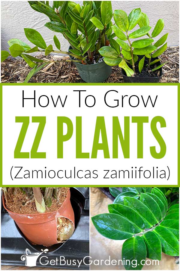  ZZ 식물(Zamioculcas zamiifolia)을 키우는 방법